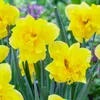 Bulbos de narciso, resistentes al invierno y perennes. Vista previa de la imagen del producto 1