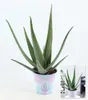 BALDUR Garten XXL Aloe Vera, 55-65 cm hoch, Pflanze im 19 Produktbild-Vorschau 2