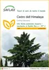 SAFLAX  - Cedro dell Himalaya - 35 semi - Cedrus Anteprima dell’immagine prodotto 1