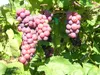 Weinrebe Swenson Red, rosa, 2L Topf, frost- & Produktbild-Vorschau 2