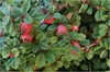 A close-up view of a cotoneaster plant with green leaves and red berries. Produktbild-Vorschau