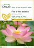 SAFLAX  - Fior di loto asiatico - 8 semi - Nelumbo Anteprima dell’immagine prodotto 1