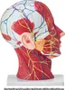 VEVOR Gefäßmodell des Kopfes Menschliche Anatomie Gehirn Produktbild-Vorschau 8