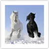 Poster - Poster ohne Rahmen - Tiere Schönheit Wettbewerb - Produktbild-Vorschau 1