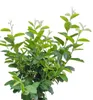Poirier de roche Amelanchier lamarckii - Rainbow Pillar - Voir les images du produit 2