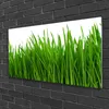 Acrylglasbilder 100x50 Wandbild Druck Gras Pflanzen Produktbild-Vorschau 2