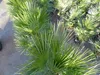 Palme 150 - 180 cm Zwergpalme Chamaerops Humilis, Produktbild-Vorschau 3