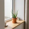 2er-Set Aloe Vera, Sukkulente, 35-45 cm, Topf 12 cm Produktbild-Vorschau 2