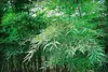 SAFLAX - Moso obří bambus - Phyllostachys pubescens - 20 Náhled obrázku produktu 7