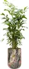 Collezione TS - Vaso Monstera mystery - 13x20 Anteprima dell’immagine prodotto 5
