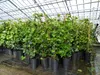 10 Stück Efeu Hedera helix 100 - 120 cm Heckenpflanze Produktbild-Vorschau 7
