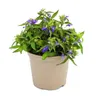 Männertreu hängend - blau - Lobelia richardii - 11cm - Set Produktbild-Vorschau 3
