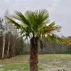 Nasiona palm - zestaw 10 sztuk - Mrozoodporna - Podgląd zdjęcia produktu 4