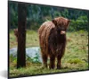 MuchoWow® Gerahmtes Poster Schottischer Hochländer - Wald - Produktbild-Vorschau 1