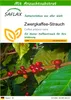 SAFLAX - Zwergkaffee-Strauch - 8 Samen - Mit keimfreiem Produktbild-Vorschau 1