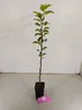 Malus domestica 'Fuji' Apfelbaum, 1,5 Liter Topf Produktbild-Vorschau 2