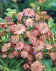 Große Sterndolde, im Topf - Astrantia major Produktbild-Vorschau 6