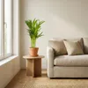 3x Mieszanka palm tropikalnych – Dypsis-Chamaedorea-Yucca – Podgląd zdjęcia produktu 4