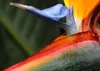 SAFLAX Kultivační sada - květ rajky (reginae) - Strelitzia Náhled obrázku produktu 7