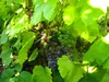Weinrebe Swenson Red, rosa, 2L Topf, frost- & Produktbild-Vorschau 8