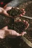 Zestaw Prezentowy 4 Świeżo Palonych Kaw Ziarnistych Podgląd zdjęcia produktu 5
