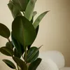 Bloomique - Ficus Elastica Robusta - Gummibaum - Produktbild-Vorschau 4