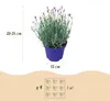 Levandule (Lavandula angustifolia) Hidcote, mrazuvzdorná, Náhled obrázku produktu 3