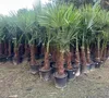XXL Palme winterhart Lieferhöhe ca.: 140 - 160 cm Produktbild-Vorschau 1