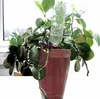 Windhager Wasserspender 3er Set Tonkegel automatische Produktbild-Vorschau 5
