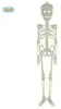 Skeletdecoratiehanger, fluorescerend, Halloween, 75 cm Productafbeelding-voorbeeld 3