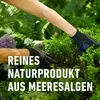 COMPO Algenkalk für Buchsbäume 1 kg Produktbild-Vorschau 11