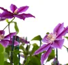 Clematis Dr. Ruppel, vaso da 2 litri Anteprima dell’immagine prodotto 10