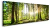 5730 Wald im Gegenlicht Leinwandbild 120x40 cm Produktbild-Vorschau 1