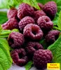 A close-up of dark purple raspberries with green leaves. Produktbild-Vorschau