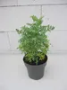 Weinraute - Ruta graveolens - Ursprungsart Produktbild-Vorschau 2
