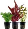 Pflanzen Set mit 3 Mittelgrund Topf Aquarium Wasserpflanzen Produktbild-Vorschau 1