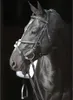 Covalliero Zaumzeug Cancun Pony Schwarz Produktbild-Vorschau 3