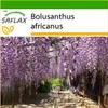 SAFLAX - Africká vistárie - Bolusanthus africanus - 15 Náhled obrázku produktu 10