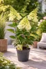 Hortensja wiechowata 'Candlelight' doniczka 3L – Hydrangea Podgląd zdjęcia produktu 5