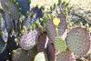 Semena Opuntia Santarita - balení 5 ks - Semena kaktusu - Náhled obrázku produktu 5