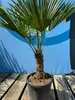 Sunny Tree - Palme - Trachycarpus Fortunei - Hanfpalme - Produktbild-Vorschau 2