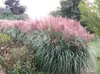 Stauden Gänge 1 x Miscanthus sinensis 'Rotsilber' im 1 Topf Produktbild-Vorschau 6
