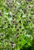 Geranium phaeum, Storchschnabel, violett, ca. 9x9 cm Topf Produktbild-Vorschau 11