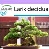 SAFLAX - modřín evropský - Larix decidua - 75 Semena Náhled obrázku produktu 5
