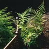 Dryopteris erythrosora, Herbstfarn, bronzefarben, ca. 9x9 Produktbild-Vorschau 5