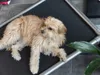 A small, fluffy dog is lying on a black mat with a metal frame, which appears to be a dog bed or a similar pet product. A green leaf is visible in the foreground. Produktbild-Vorschau