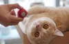 Cheerble M1 Interaktiver Katzenball (Rot) Produktbild-Vorschau 10