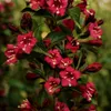 Liebliche Weigelie Bristol Ruby 2L Produktbild-Vorschau 3