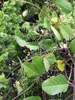 Zwarte korrelbloem (Kennedia nigricans) - 20 zaden Productafbeelding-voorbeeld 2