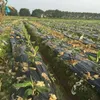 A field of young banana plants covered in black plastic mulch. Produktbild-Vorschau